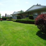 After Result of Hedge Trimming