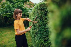 hedge trimming