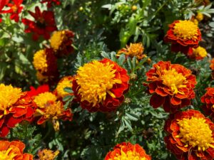 marigolds