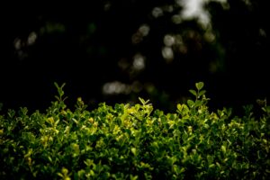 hedge