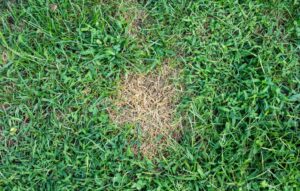 yellow_lawn_patches