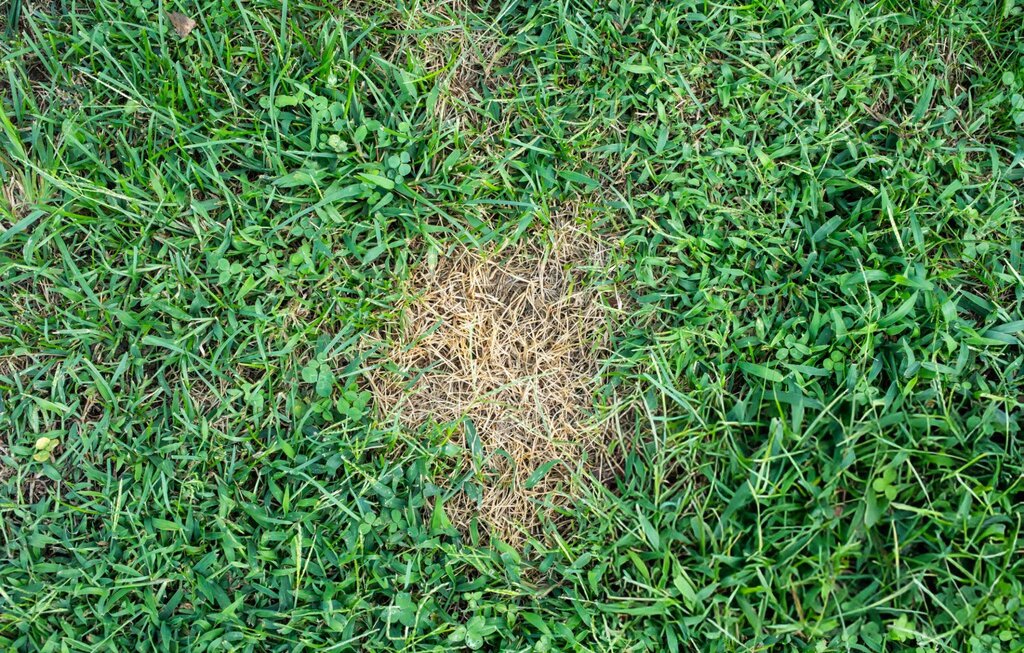 yellow_lawn_patches