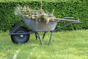 Lawn Weeds