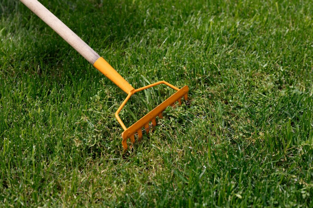 Lawn