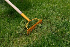 Lawn