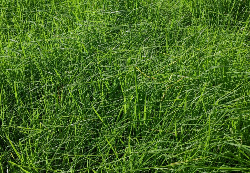 overgrown