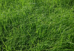 overgrown